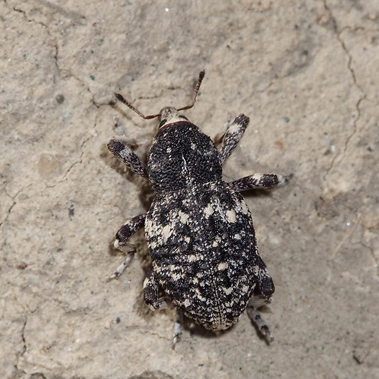 Gerstaeckeria porosa