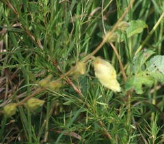 Hibiscus diversifolius diversifolius