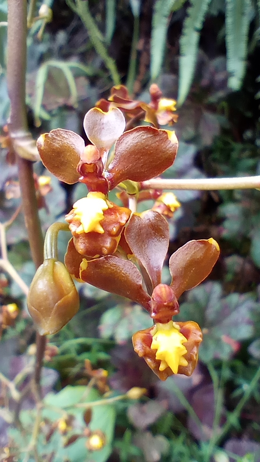 Cyrtochilum exasperatum (Linden & Rchb.f.) Kraenzl. 2