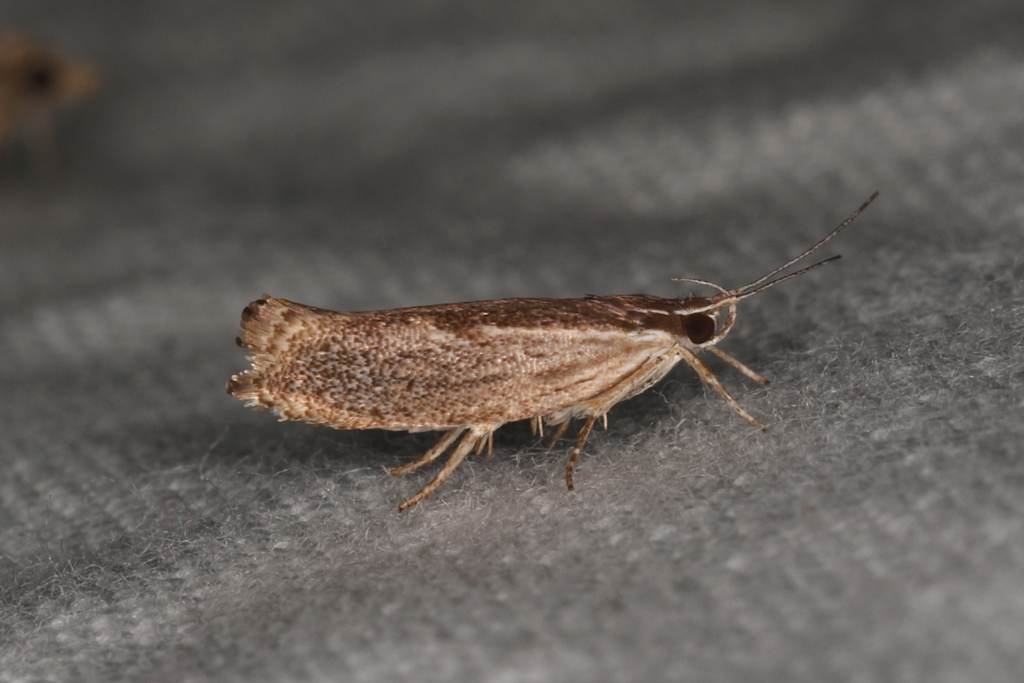 Phthonerodes