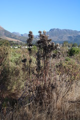 Leucadendron floridum