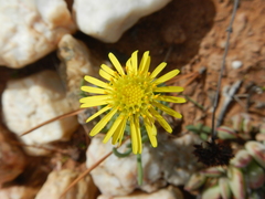 Crassothonna protecta