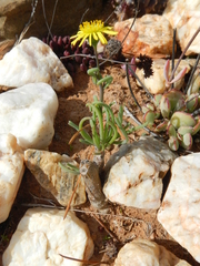 Crassothonna protecta