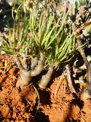 Crassothonna protecta