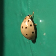 Harmonia sedecimnotata