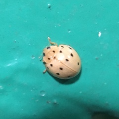 Harmonia sedecimnotata