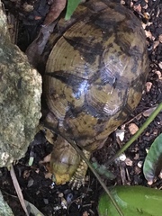 Terrapene carolina yucatana