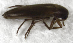 Axylita