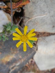 Othonninae