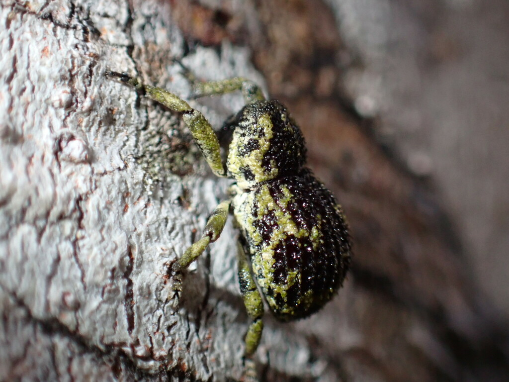 Pteroporopterus