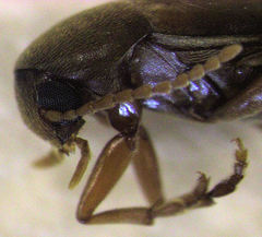 Axylita