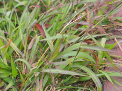 Paspalum paniculatum