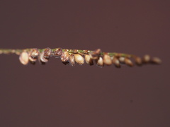 Paspalum paniculatum