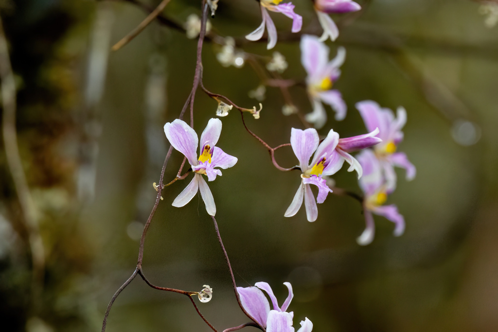 Oncidium acinaceum