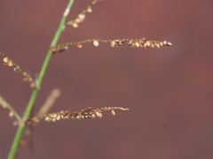 Paspalum paniculatum