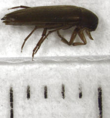 Axylita