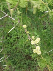Vachellia tortilis