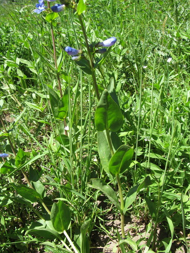 Image of Penstemon cyananthus by (c) Anders Hastings, some rights reserved (CC BY)