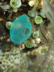 Rhopalaea