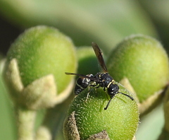 Hypalastoroides