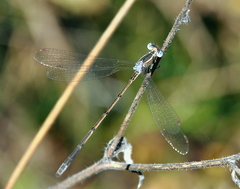 Lestes alacer