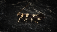 Macrobathra arrectella