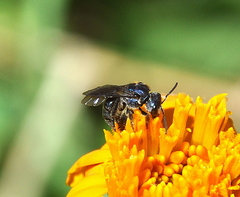 Augochlora nigrocyanea