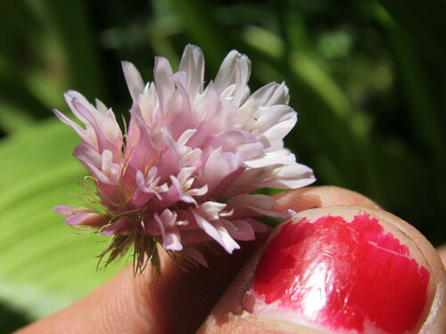 King's clover (Trifolium kingii)