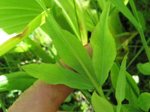 Image of Trifolium kingii by (c) Anders Hastings, some rights reserved (CC BY)