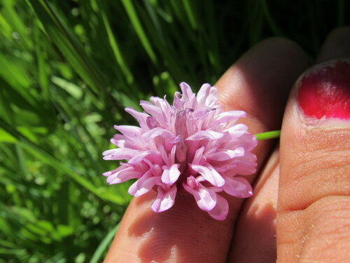 Image of Trifolium kingii by (c) Anders Hastings, some rights reserved (CC BY)