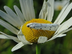 Myelois circumvoluta