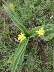 Hypoxis hemerocallidea