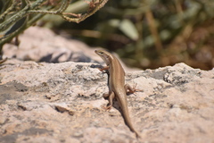 Heremites vittatus
