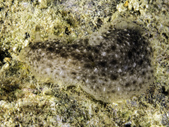 Dendrodoris albobrunnea