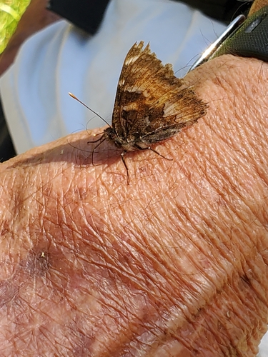 iNaturalist observation photo of California Tortoiseshell