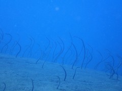 Gorgasia
