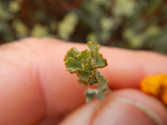 Pentzia dentata