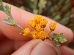 Pentzia dentata