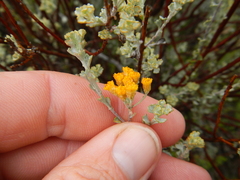 Pentzia dentata