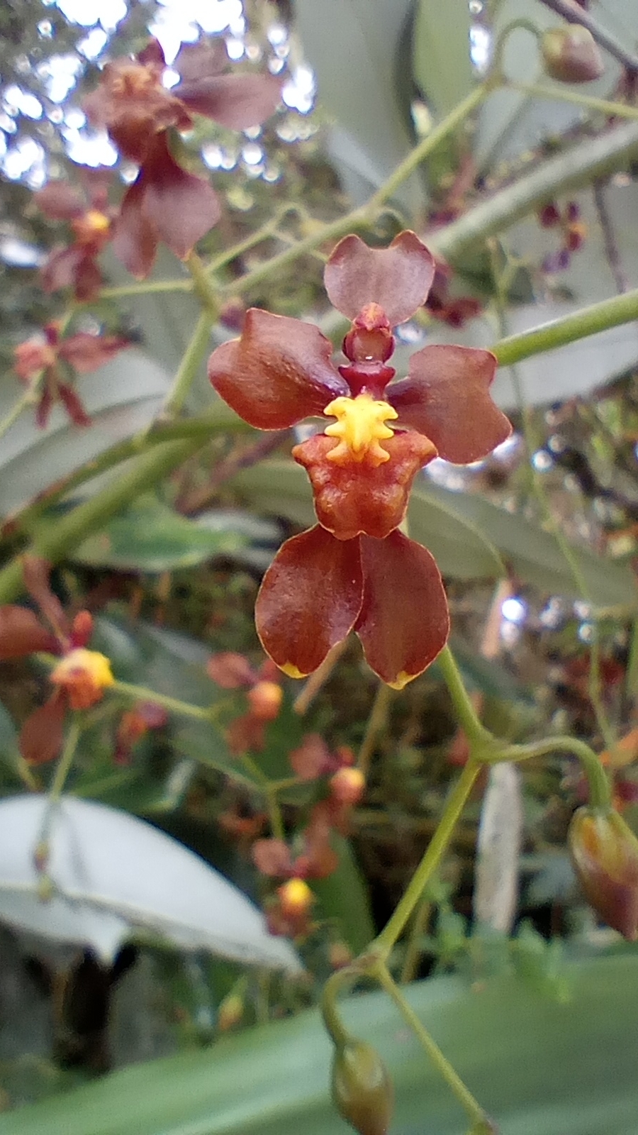 Cyrtochilum exasperatum (Linden & Rchb.f.) Kraenzl.