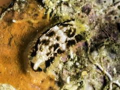 Dendrodoris coronata image