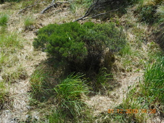 Veronica cupressoides