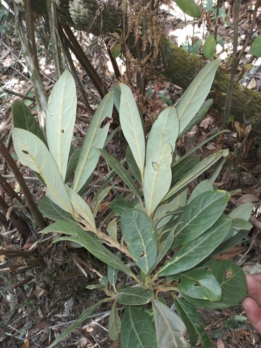Persea bilocularis