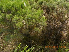 Veronica cupressoides