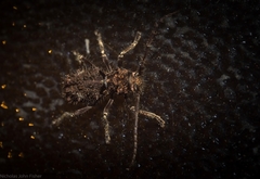 Athemistus echinatus