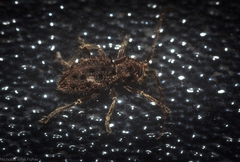 Athemistus echinatus