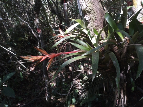 Tillandsia kuntzeana