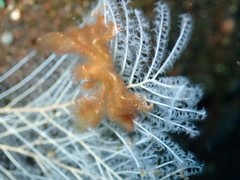 Achaeus japonicus
