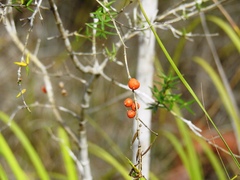 Alyxia ruscifolia