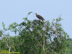 Haliaeetus ichthyaetus